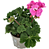 Pelargonie, 11 cm potte