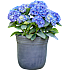 Hortensia, Hydrangea Macrophylla, 21 cm potte