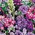 Salling frøblanding Blomstereng -  lilla