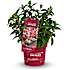 Hortensia Groundbreaker Ruby, 14 cm potte