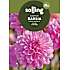 Salling blomsterløg Dahlia - Garden Sensation