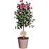 Opstammet plante - flere varianter - assorteret