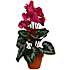 Kunstige blomster - Cyclamen hot pink