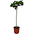 Figentræ, Ficus Carica, 30 cm potte