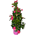 Bægerranke, Dipladenia Mandevilla, 14 cm potte