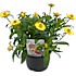 Evighedsblomst, Xerochrysum, 13 cm potte