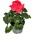 Pelargonie, 11 cm potte