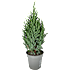 Ædelcypres, Chamaecyparis law. 'Ellwoodii', 13 cm potte