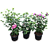 Syrisk rose, Hibiscus syriacus, 17 cm potte