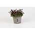 Stenbræk, Saxifraga, 12 cm potte