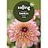 Salling blomsterløg Dahlia Yellow Jill