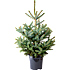 Blågran Picea Pungens Baby Blue