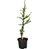 Cedertræ, Cedrus Libani Glauca, 19 cm potte