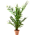Fønikspalme, Phoenix Canariensis, 20 cm potte