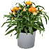 Evighedsblomst, Xerochrysum, 13 cm potte