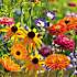Salling frøblanding Blomstereng -  bivenlig