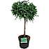 Cryptomeria japonica opstammet, 26 cm potte