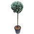 Cypres Cupressus arizonica 'Fastigiata' ball 30 liter potte