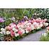 Hortensia Groundbreaker Blush, 14 cm potte