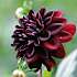 Claus Dalby Dahlia Rip City
