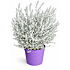 Australsk silkeplante, eremophylla nivea, 19 cm potte