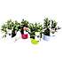 Sommerfuglebusk, Buddleja 'Little Rockstars', 15 cm potte