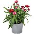 Evighedsblomst, Xerochrysum, 13 cm potte
