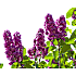 Blomstrende buske, 17 cm potte