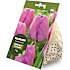 Salling blomsterløg Tulipaner Purple Pride 7 løg