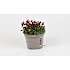 Stenbræk, Saxifraga, 12 cm potte