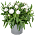 Evighedsblomst, Xerochrysum, 13 cm potte