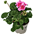 Pelargonie, 11 cm potte