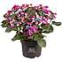 Hortensia, Hydrangea Macrophylla, 21 cm potte