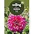 Salling blomsterløg Dahlia - Emory Paul