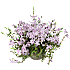 Floks, Phlox, 12 cm potte