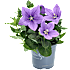Ballonklokke, Platycodon grandiflorus, 12 cm potte