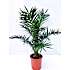 Fønikspalme, Phoenix Canariensis, 20 cm potte