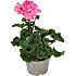 Pelargonie, 11 cm potte