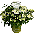 Hortensia Runaway Bride, 23 cm potte