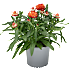 Evighedsblomst, Xerochrysum, 13 cm potte