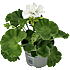 Pelargonie, 11 cm potte