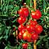 Økologisk tomatplante, 11 cm potte