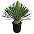 Yucca Rostrata, 35 cm potte