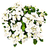 Hortensia Runaway Bride, 19 cm potte