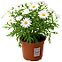 Marguerit, Leucanthemum, 10,5 cm potte