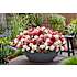 Hortensia Groundbreaker Ruby, 14 cm potte