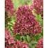 Hortensia Groundbreaker Ruby, 14 cm potte