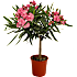 Nerie, Nerium Oleander, 17 cm potte