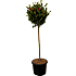 Australsk lampepudser, Callistemon, 25 cm potte