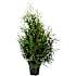 Thuja, Thuja Occidentalis 'Brabant', 21 cm potte